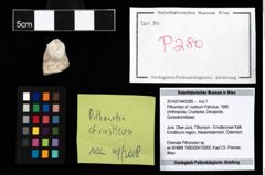 Foto (Objekt + Etikett) von Pithonoton cf. rusticum (Patrulius, 1966)  (NHMW-GEO-2014-0194-0280)